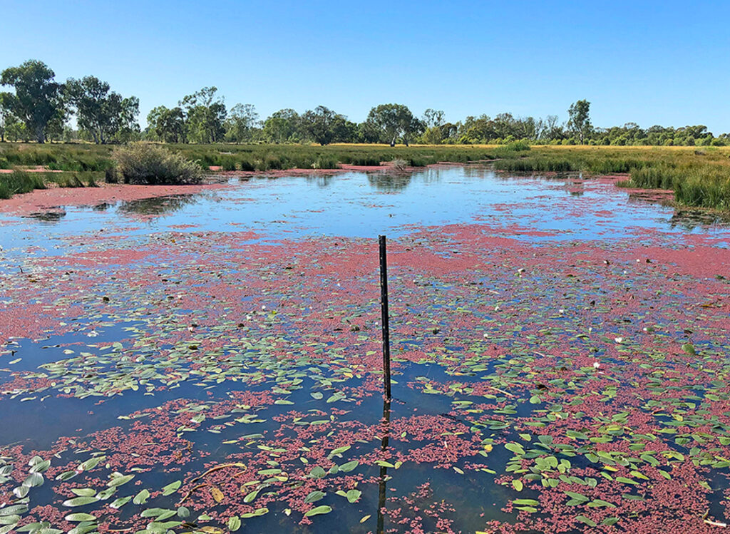 Brolga Swamp Jan 2021