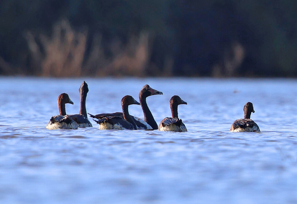 Magpie Geese, 2 adults and 4 young, Wirra-lo Wetlands