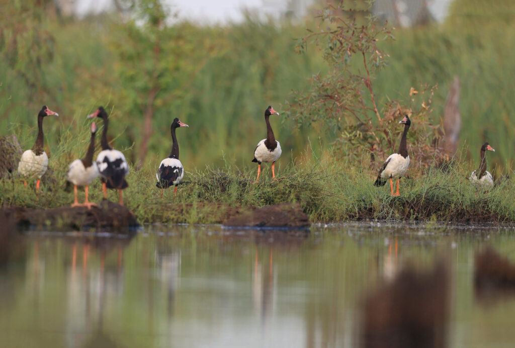Magpie Geese, McDonald Swamp