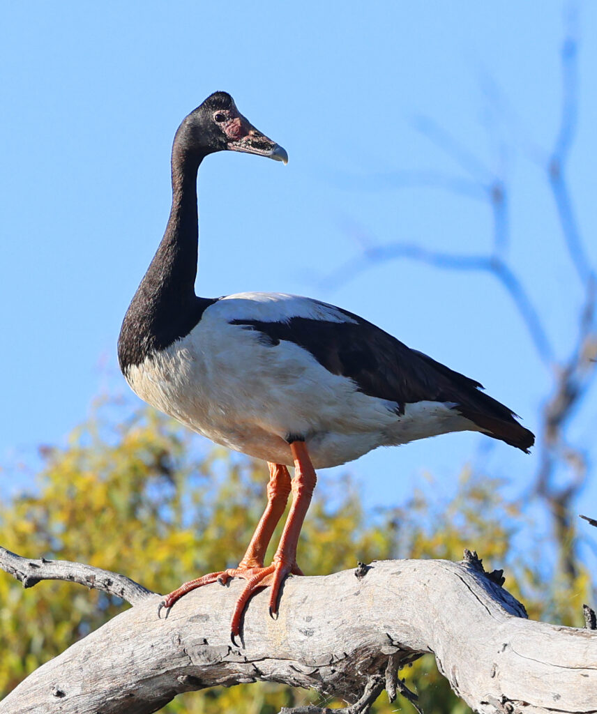 Magpie Goose in dead tree, Wirra-lo Wetlands- cropped
