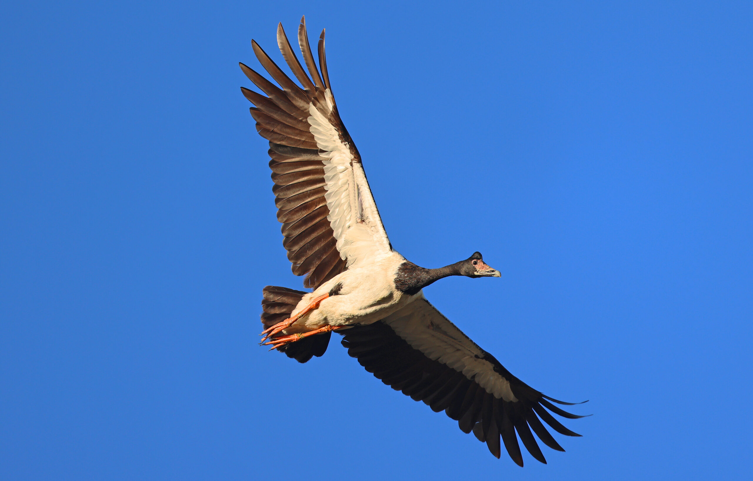 Magpie Goose in flight, Wirra-lo Wetlands
