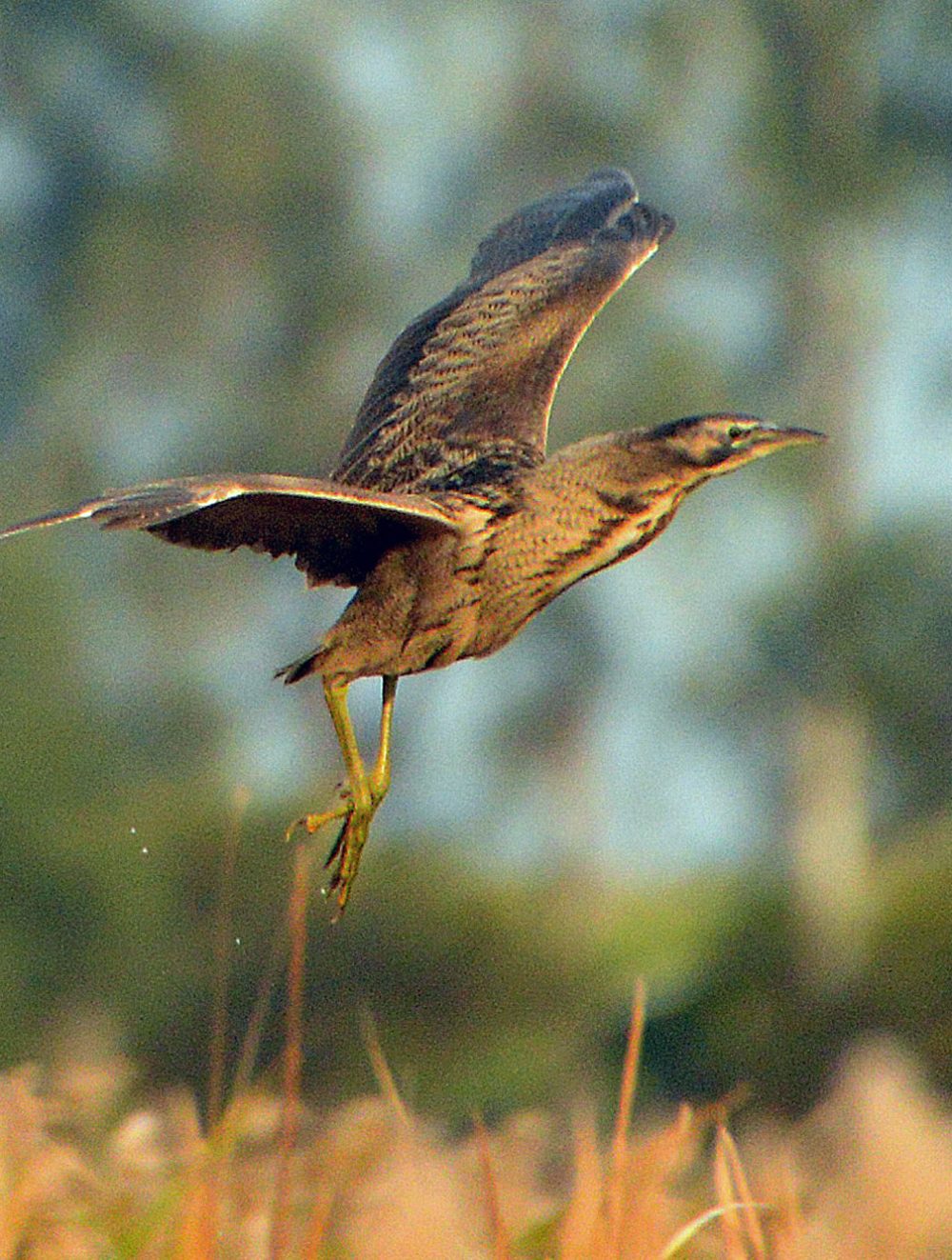 Australasian-Bittern,-Lake-Cullen_ps