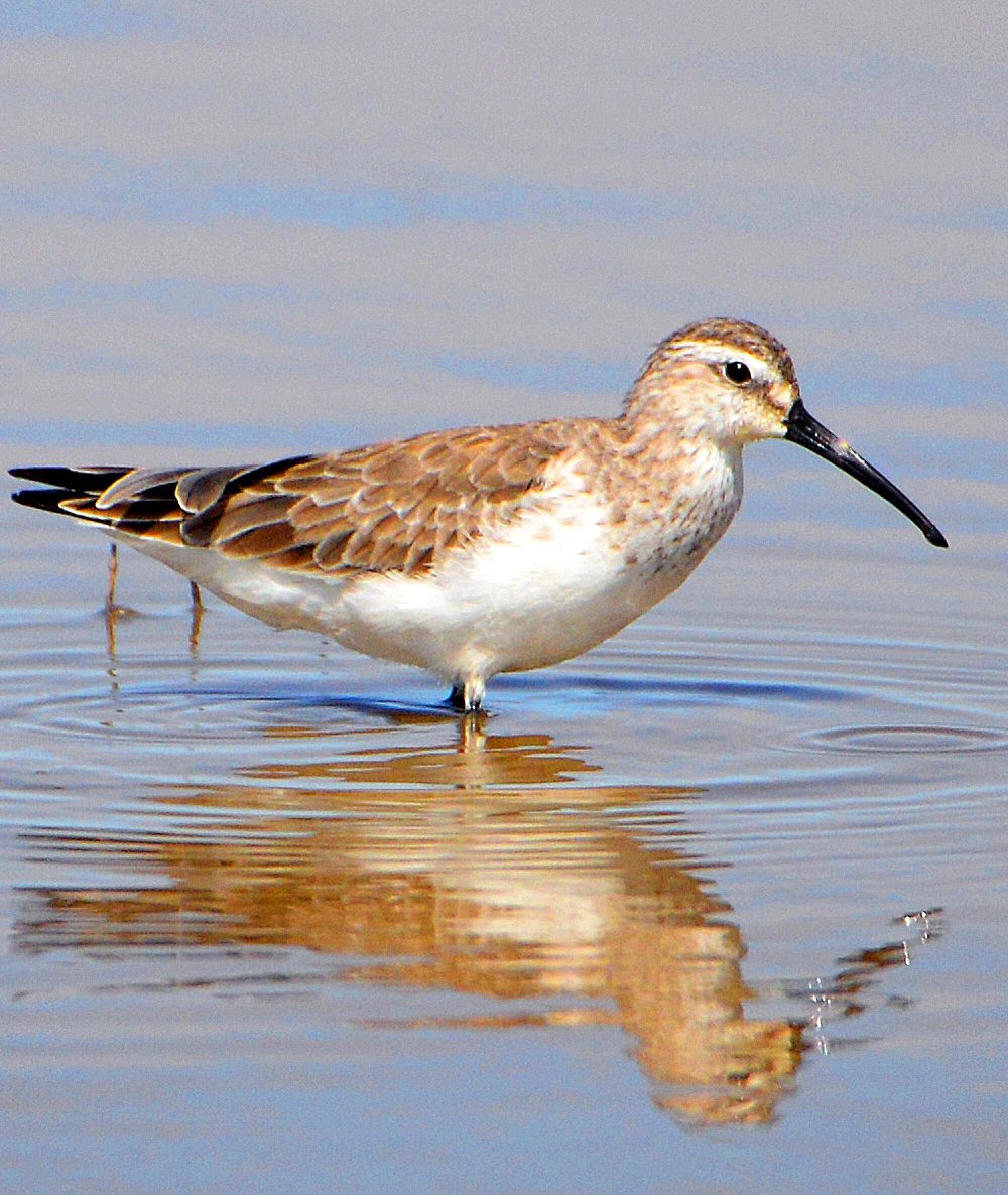 Curlew Sandpiper
