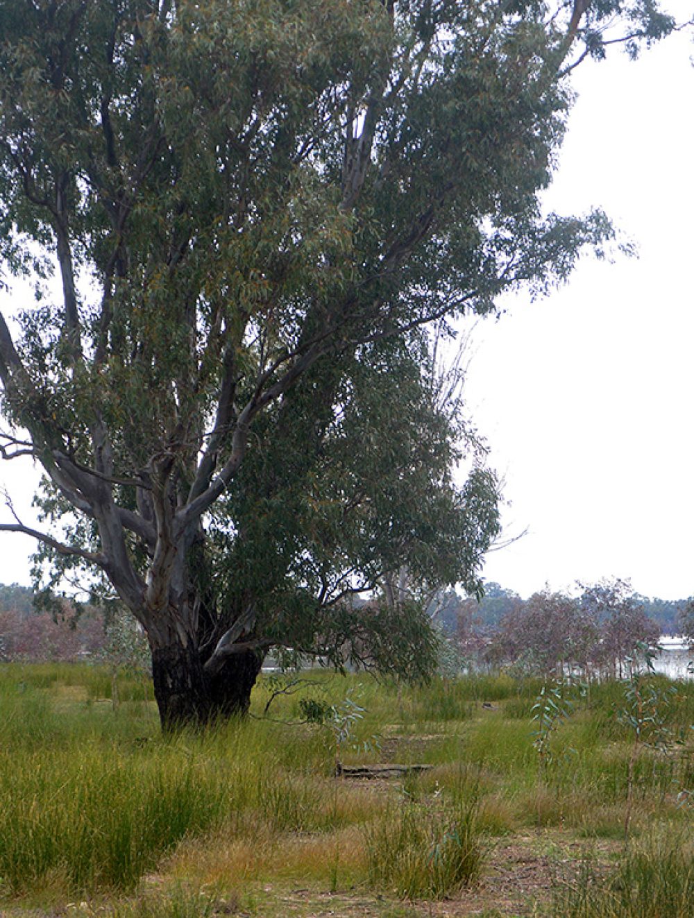 Intermittent Swampy Woodland on the eastern shore of Lake Boort_9684