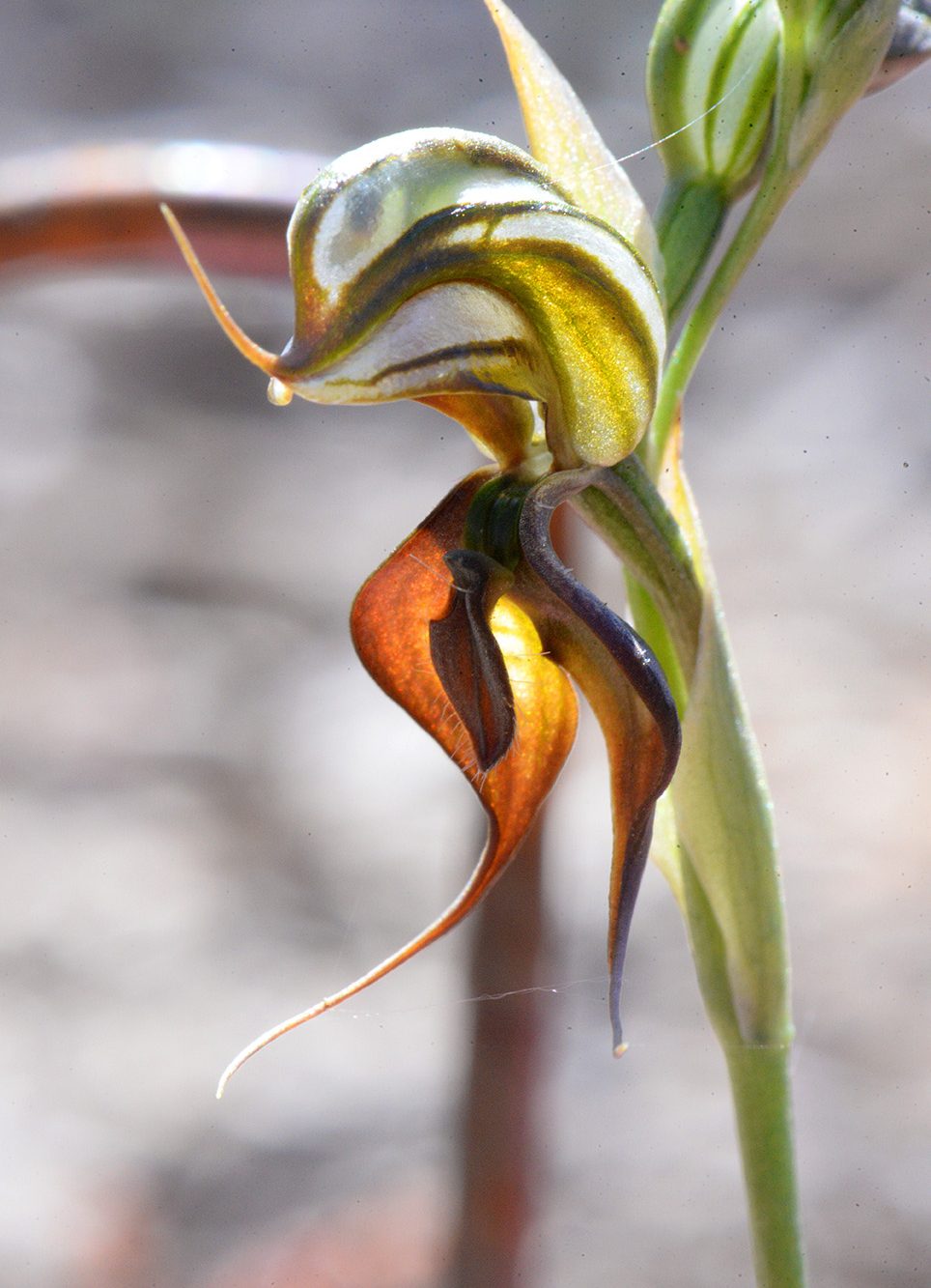 Pterostylis cheraphila, Spur Island_4696