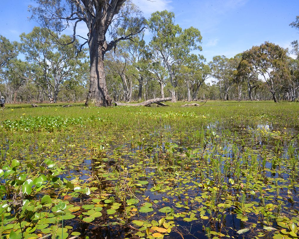 Red Gum Swamp, Doctors Swamp, December 2016_5964