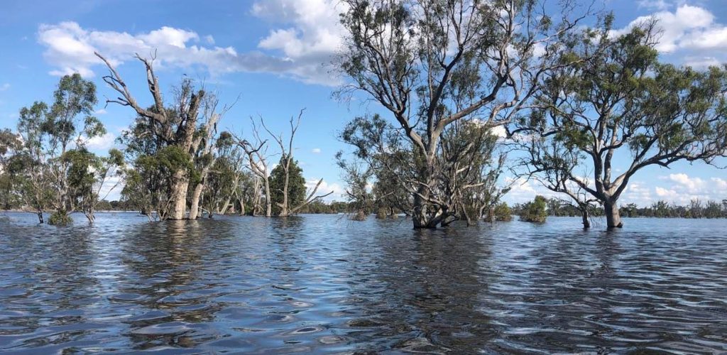The health of the Red Gums has begun to improve with the October 2022 Flood | River Red Gum wetland in Murrabit West