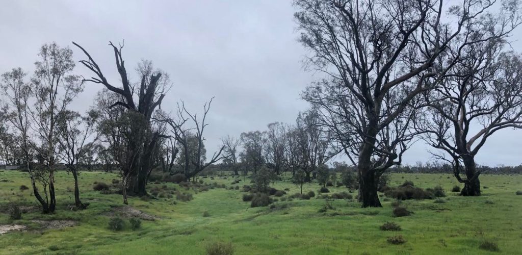 Poor health of trees at River Red Gum wetland in Murrabit West