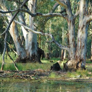 Riverine-Swamp-Forest,-Corduory-Swamp,-Gunbower-Island,-cropped-2