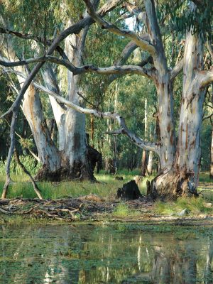 Riverine-Swamp-Forest,-Corduory-Swamp,-Gunbower-Island,-cropped-2