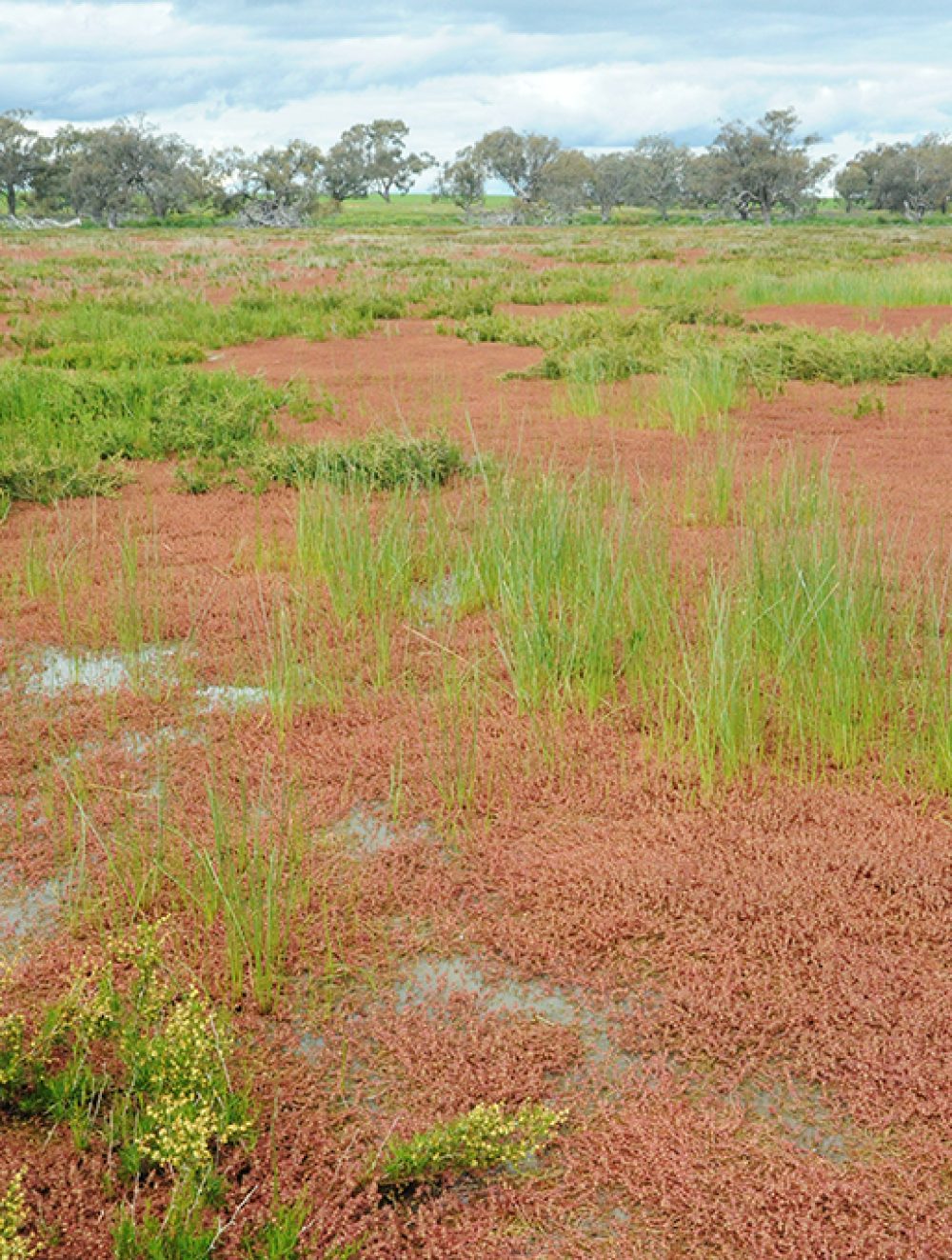 Spike-sedge Wetland, Challambra