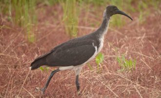 Straw-necked Ibis, juvenile, Wirra-lo_ps