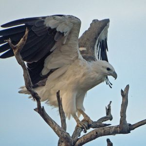 White-bellied-Sea-Eagle,-Lake-Meran_ps2